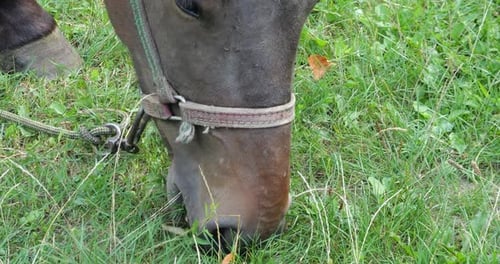 Un cheval mange de l'herbe dans un pré à la campagne.
