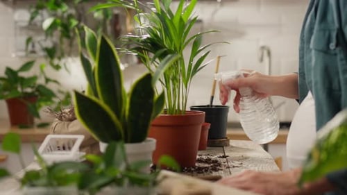 Garden tools, caring housewife diligently watering plants at home in the home kitchen. General angle