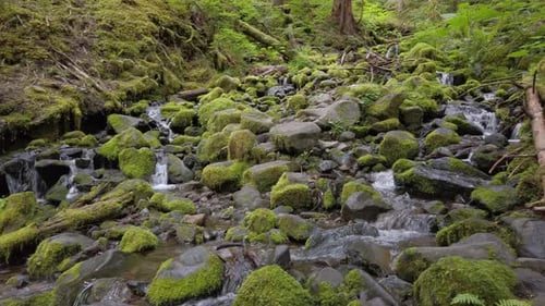 Stream of Water Runs through Mossy Rocks in Wooded Forest, Low Angle