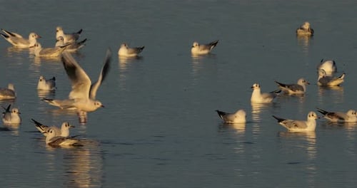 Troupeau de mouettes rieuses (Chroicocephalus ridibundus) nageant, Camargue, France.