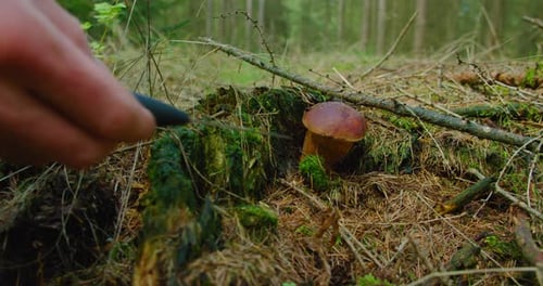 Man hands cut edible cep Boletus Edulis mushroom in the autumn coniferous lush green forest. Harvest