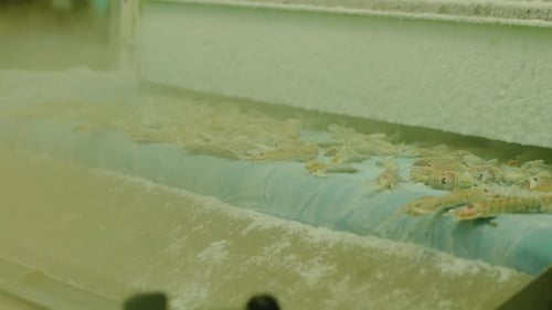 Wide view orbit around frozen shrimp shellfish falling off of factor conveyor belt