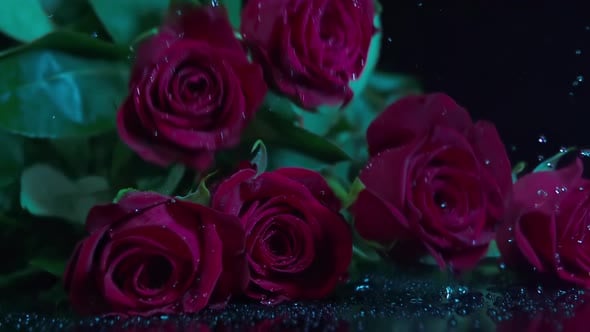 Red Roses Fall onto a Wet Surface, Nature Stock Footage ft. rose ...