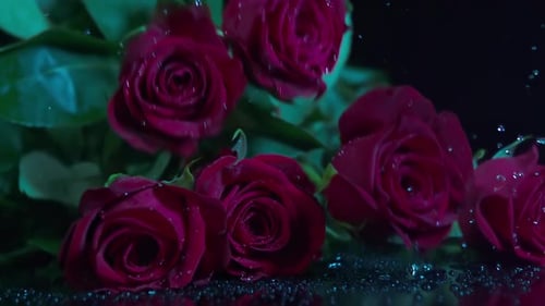 Fallende rote Rose in Zeitlupe