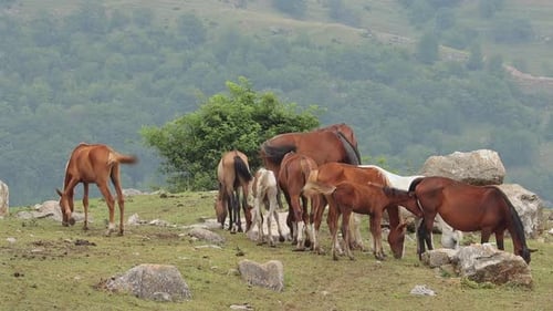 Schöne Wildpferde, die zusammen auf einem grünen Berghang grasen