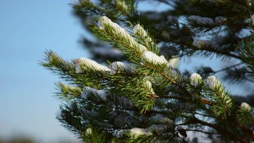Beautiful Snowy Spruce Branch in Front Cold Blue Sky Wintertime Close Up