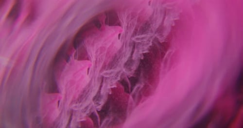 Abstract magenta ink cloud swirling in water backdrop