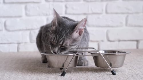 Gray Kitten Eating from a Metal Bowl Indoors