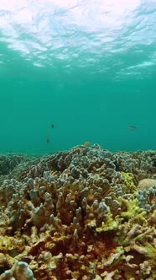 Tropical Fish and Coral Reef Under the Sea Marine Life