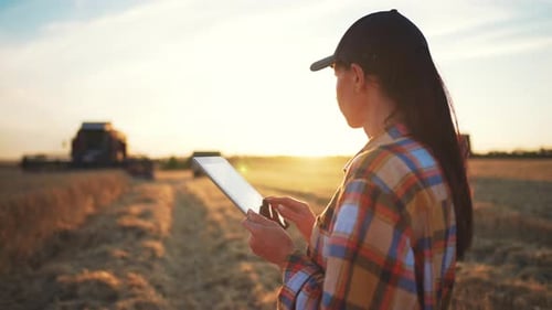 Woman Farmer in Wheat Field Holding Digital Tablet and Typing on Screen