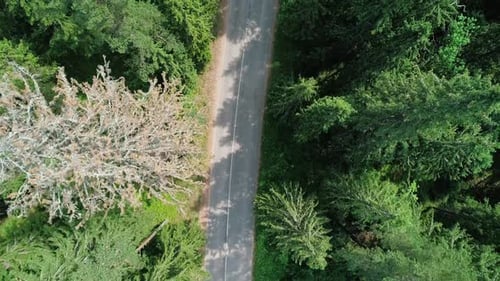 Aerial View of a Beautiful Road Through the Forest Road Between the Green Trees on a Clear Sunny Day
