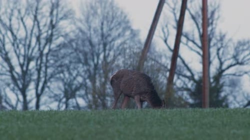 A flock of wild deer feeding on crop field in evening dusk after sunset