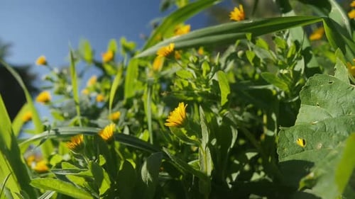 Wunderschöne gelbe Frühlingsblumen an einem strahlend sonnigen Tag mit blauem Himmelshintergrund.