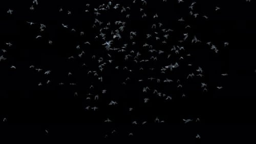 Realistic Flying Birds Flock Animation