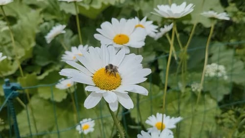 Bumble bee collecting pollen in daisy flowers, close up
