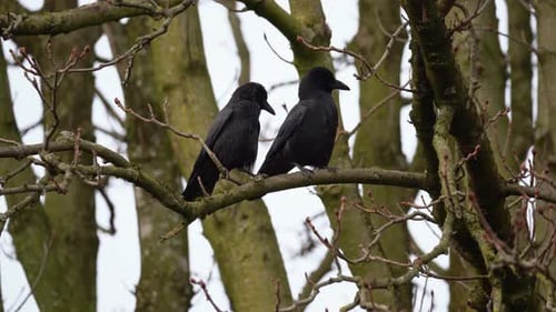 Mated Pair of Common Raven Corvus Corax Perching on Bare Tree Branch, Static Closeup
