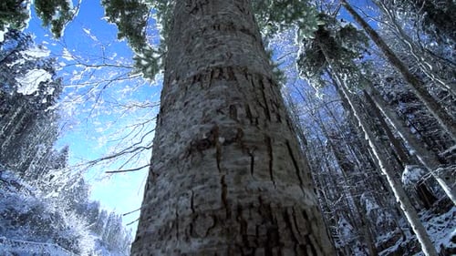 Snow Fall Winter Wonderland in Forest Landscape Scenery