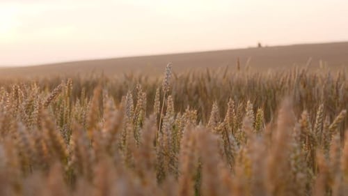 Close-up View of Wheat Stalks in a Field