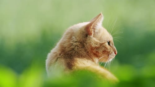 Orange domestic cat female is chilling in sunlight on green natural background