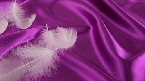 White swan feathers fall on violet silk. Slow motion.