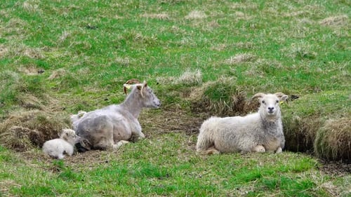 Recién nacidos, lindos corderos islandeses pequeños, manada de ovejas en el pasto entre montañas y colinas (Niza)