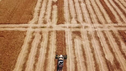 Aerial Drone View Combine Harvesters Working in Soybean Field on Sunset Harvesting Machine Driver