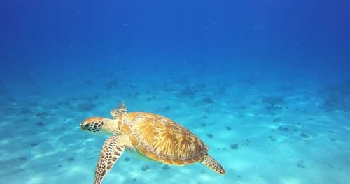 Eine Meeresschildkröte schwimmt im Meer inmitten bunter Korallen.