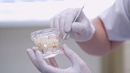 Oral hygiene demonstration. Close up of dentist showing jaw model