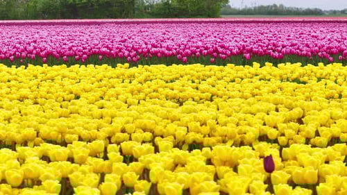 Blooming Yellow And Pink Tulips In Field - Drone Sideways