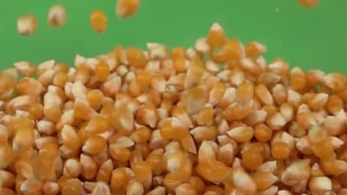 Falling Corn Kernels Piling Up on Green Background