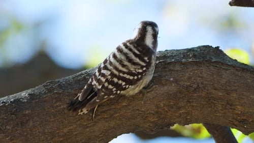 Woodpecker Perched on Branch Investigating Bark