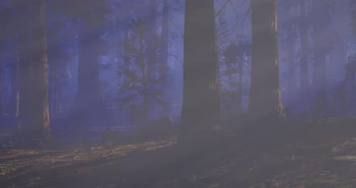 Mysterious Forest with Fog and Trees Illuminated By Soft Light