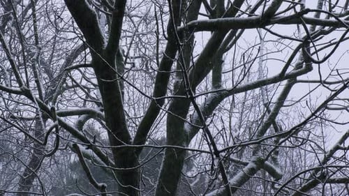 Extremer Schneefall zwischen Bäumen bei starkem Schneefall in der Winterstadt auf kalten Abendbäumen