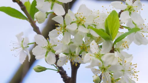 Close-Up of White Blossoms in Springtime