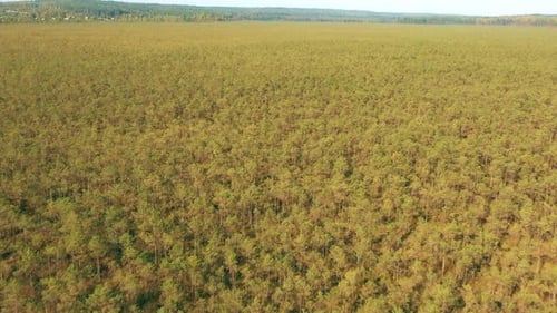 Vogelperspektive von Bäumen, Wäldern, die am Herbsttag im Sumpfhochland wachsen, Belarus Berezinsky