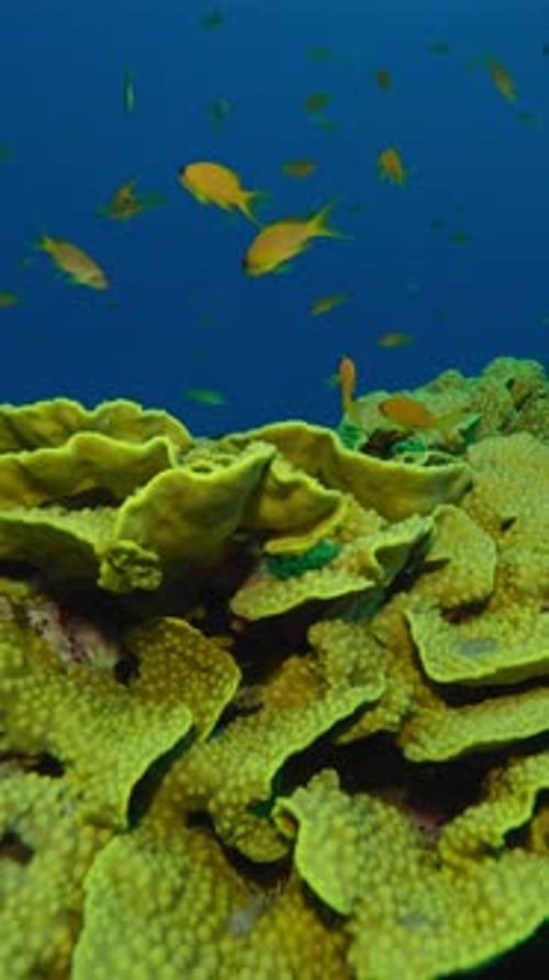 des poissons tropicaux colorés nagent autour de coraux brillants avec la lumière du soir