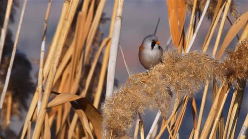 Bearded Reedling