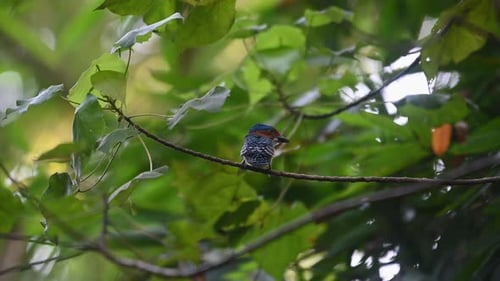Martin-pêcheur à bandes Lacedo pulchella, parc national de Kaeng Krachan, Thaïlande. Un jeune mâle a vu des toilettes