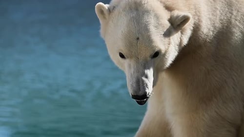 Schöne Porträtaufnahmen von Eisbären in Naturlandschaft in der Nähe von kaltem Wasser des Ozeans zeigen seine lange