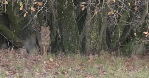 Golden Jackal in forest