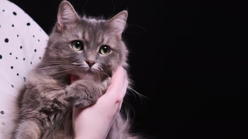 Grey Cat Enjoying Affectionate Petting Indoors