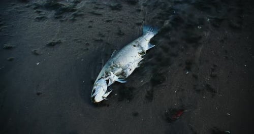 Meereswellen spülen tote Fischkadaver an die Küste. Umwelt, Wasserverschmutzung, Toxische Überfischung
(4)