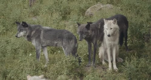 A Pack of Grey and White Wolves Standing in Wilderness