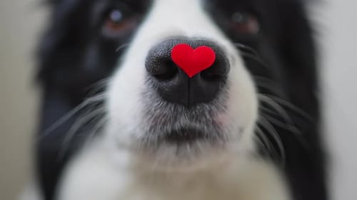 St Valentine's Day Concept Funny Portrait Cute Puppy Dog Border Collie Holding Red Heart on Nose