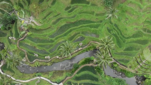 Beautiful rice terraces near Tegallalang village, Ubud, Bali, Indonesia