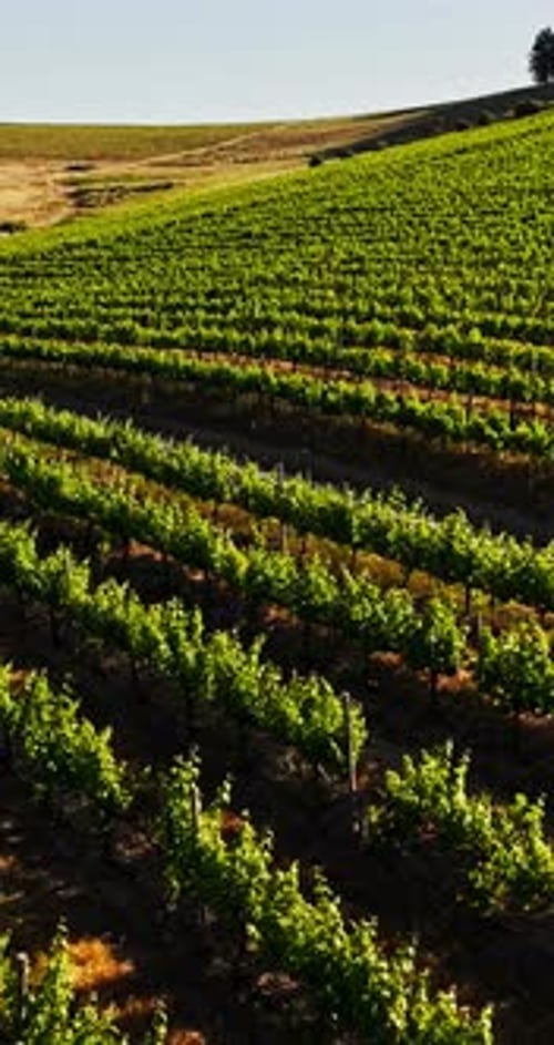 Nature, farm and aerial of vineyard with grapevine for wine production, growth and grapes harvest