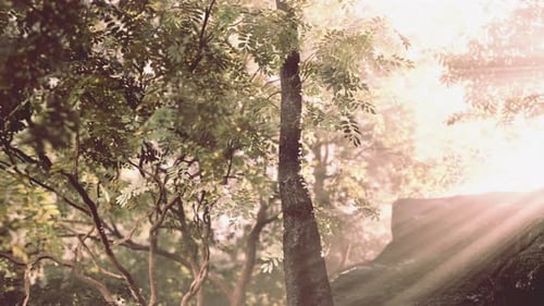 Sunlight Filters Through Forest Trees