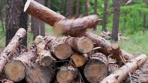 Felled Logs Falling on a Tree Trunks in the Forest