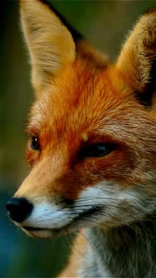 Vertical View Of Fox, Wildlife in Deep Forest