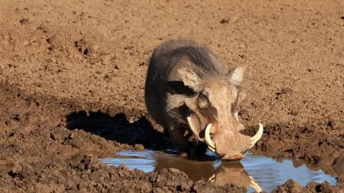 Warthog Drinking At A Muddy Waterhole, South Africa